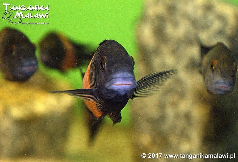 Tropheus sp. 'black' Bemba